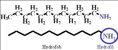 Bild 6:5 Ett flytande vidhäftningsmedel är ett ytaktivt ämne som består av en hydrofob kolvätekedja och en hydrofil amingrupp.